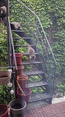 Baby Raccoons Climb Down Stairs