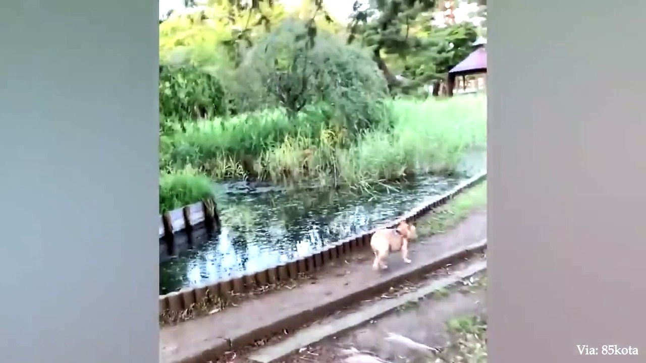 animal funny video 92