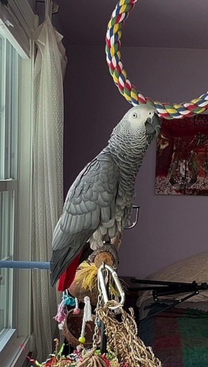 Parrot Left Speechless By Voice Assistant