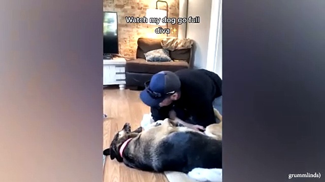 animal funny video 98