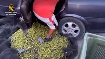 More than 74 tonnes of stolen olives seized by Spanish police