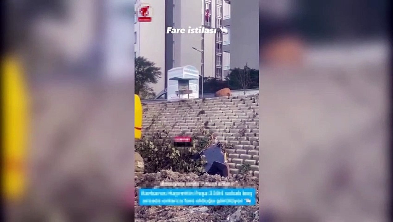 Les déchets alimentaires laissés dans les refuges pour chats et chiens sont à l'origine de l'infestation de souris à Esenyurt