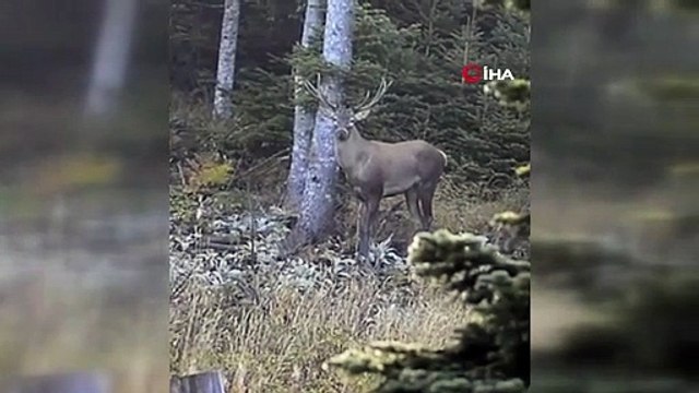Nadir görülen kızıl geyik kameraya yakalandı!