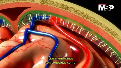 Día Mundial de la Meningitis: ¿Cómo funciona?