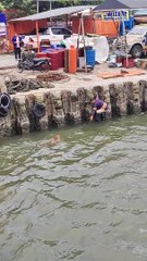 Aider un chien à sortir de l'eau