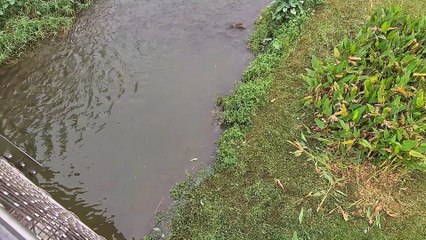 Otter Family Surrounds Monitor Lizards