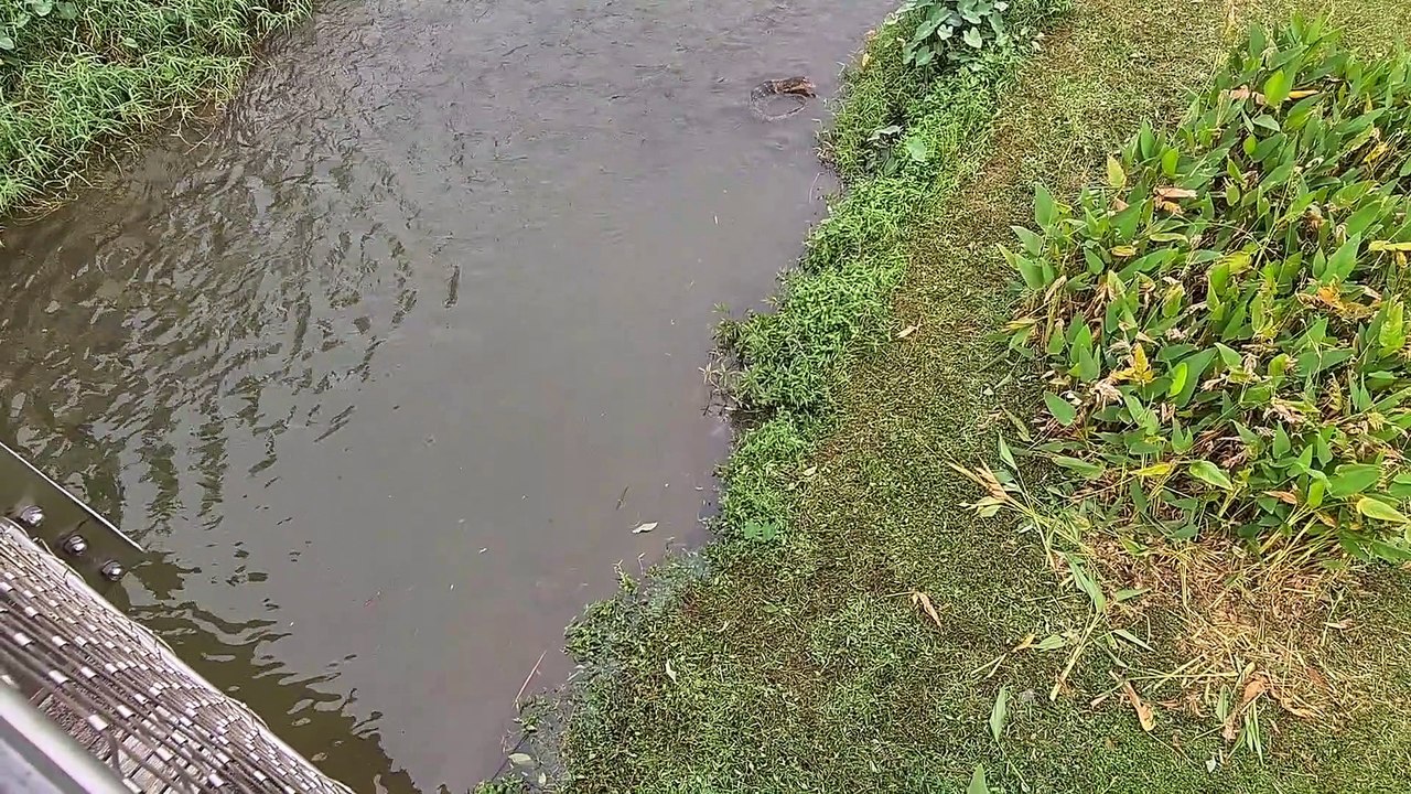 Otter Family Surrounds Monitor Lizards