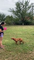 Frisbee Toss Goes The Wrong Way