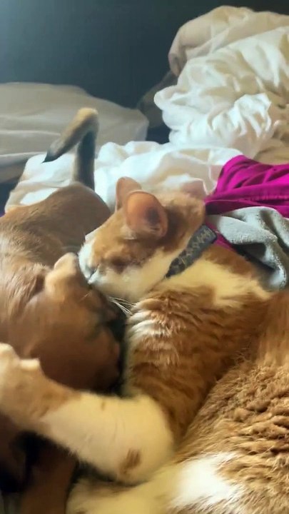 Un chat donne des bains à un chiot