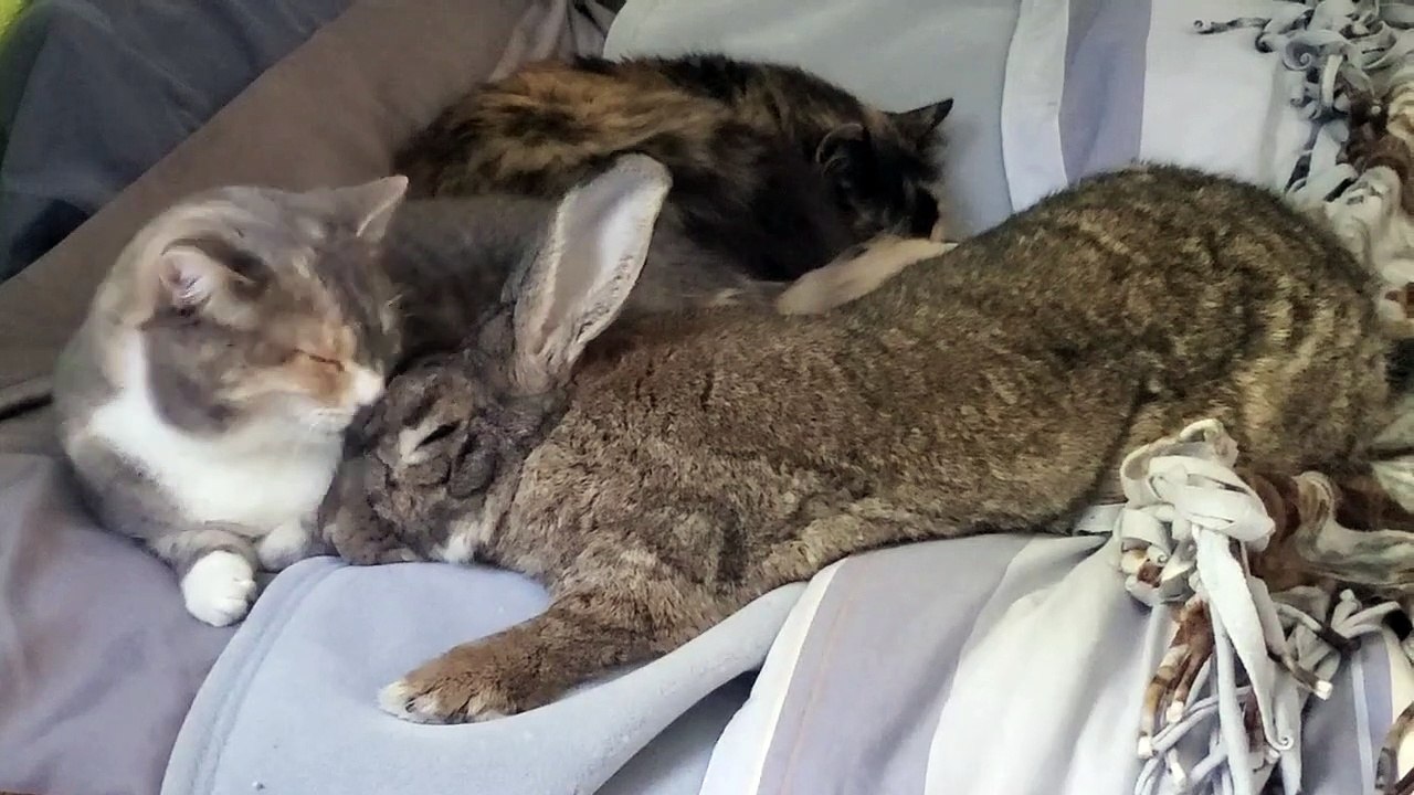 Séance de câlins du dimanche matin
