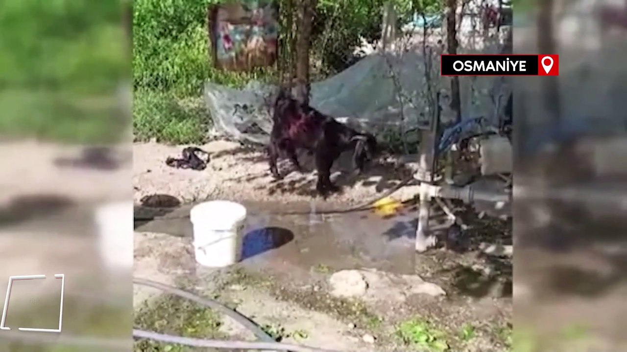 Çeşmeyi açıp musluktan su içen keçi ilgi odağı oldu