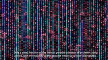 Decoding the Human Genome - Unraveling the Blueprint of Life