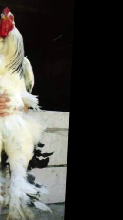 the world biggest brahma chicken