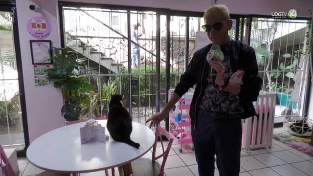 INSPIRATRIX | Ricardo te lleva a Ver Gatitos - Hoy: Neko-hi