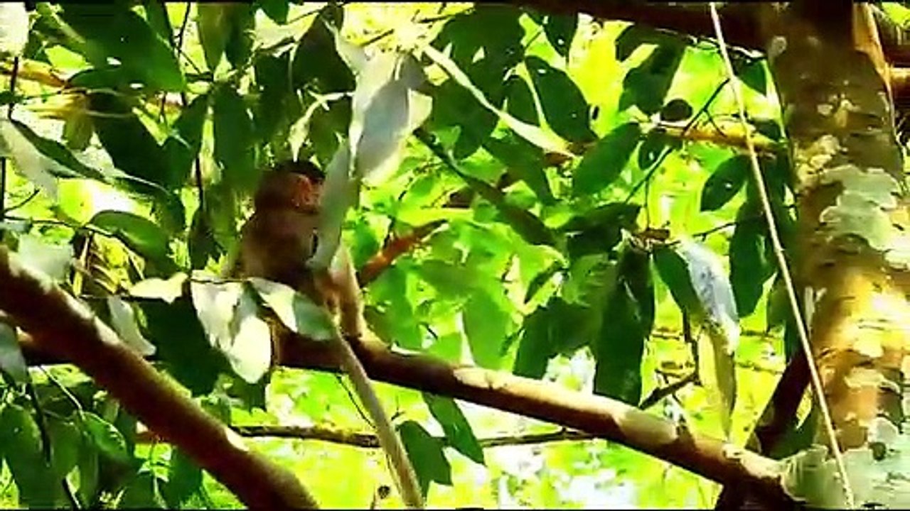 Monkey baby Alba and monkey Anna... P51