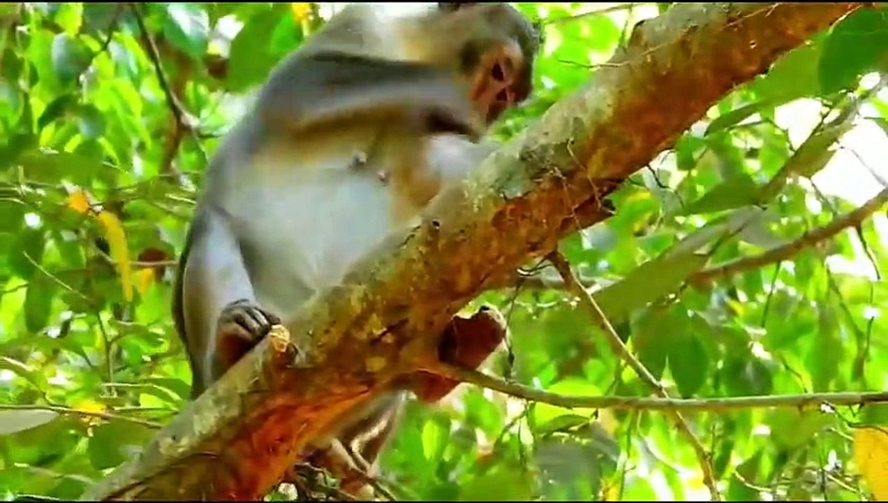 Monkey baby Alba and monkey Anna... P46