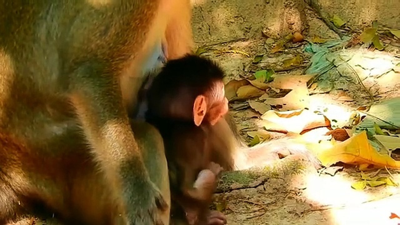 Monkey baby Alba and monkey Anna... P12