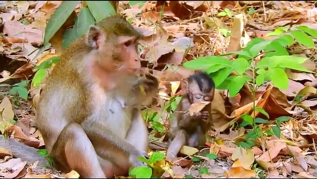 Monkey baby Alba and monkey Anna... P58