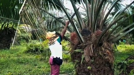 Mujeres palmeras de Colombia, unidas por una labor