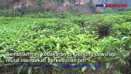 Download Video: Api Dekati Perkebunan Teh Akibat Kebakaran Hutan Gunung Lawu