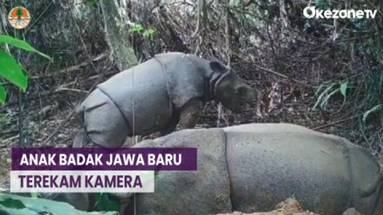 Anak Badak Jawa Baru Terekam Kamera Pengawas di TN Ujung Kulon
