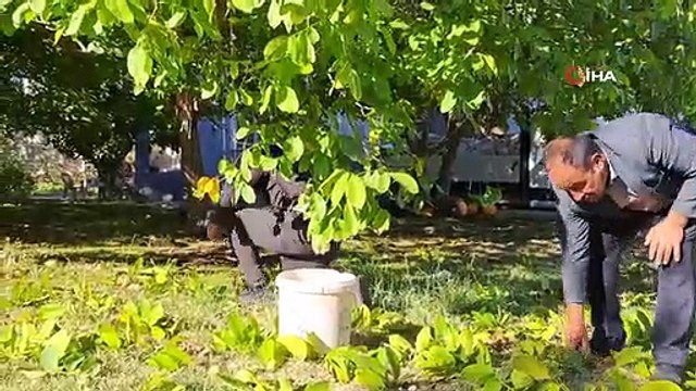 Bitlis Adilcevaz ilçesinde Adilcevaz cevizinin hasadı başladı