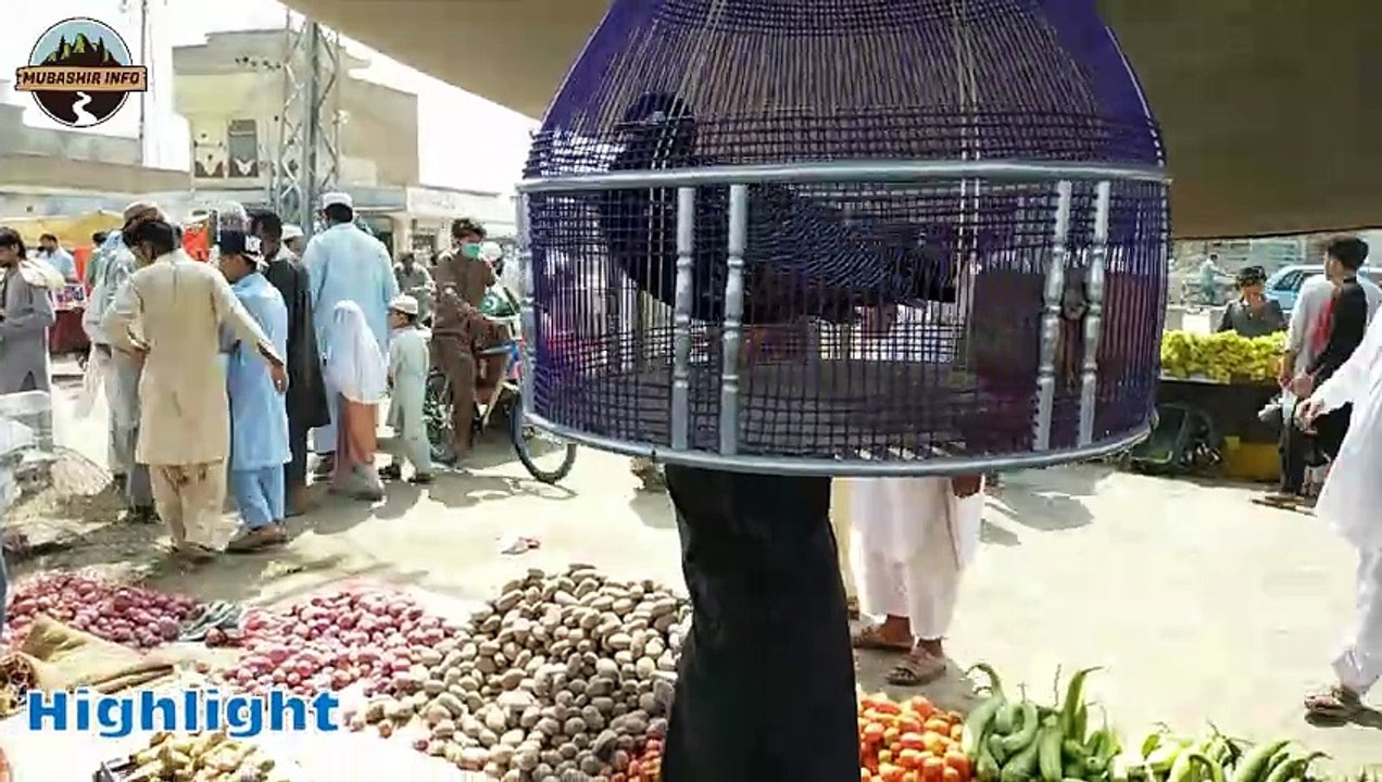01-10-2023 birds mandi | pakistan birds market | teetar mandi | kala teetar | parandon ke mandi | birds market