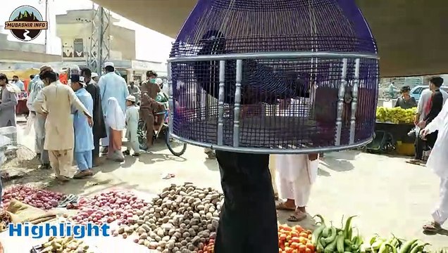 01-10-2023 birds mandi | pakistan birds market | teetar mandi | kala teetar | parandon ke mandi | birds market