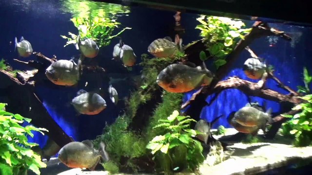 Monaco Monti Carlo Aquarium