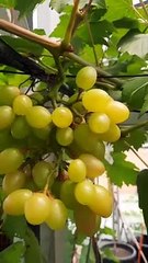 Tips cara membuahkan buah anggur import dengan pupuk kandang