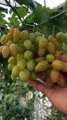 Cara cepat membuahkan buah anggur import