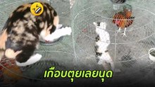 เมื่อเจ้าเหมียวตัวตึงของบ้าน อยากไปเล่นกับพี่ไก่ชน แต่ทว่าพี่เขาไม่เล่นด้วย