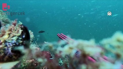 Nesli tehlike altında olan yunus zıpkıncının kamerasına yakalandı