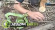 Amazing Earth: Snake hunting as a hobby?!