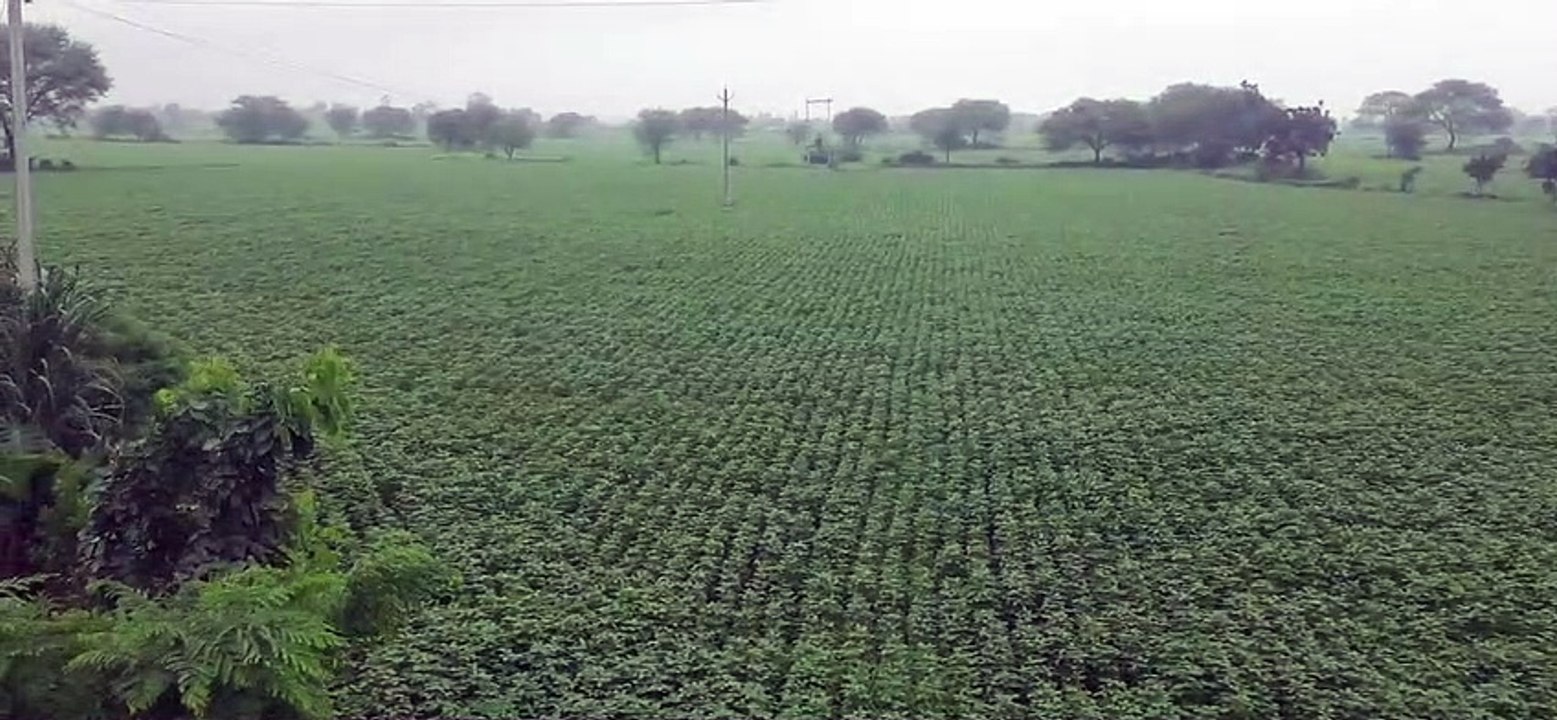 पानी की कमी: सरसों, चना बुवाई पर जोर, गेहूं का...