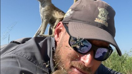 Meerkats call dibs to the wildlife photographer trying to capture their pictures