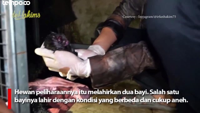 Irfan Hakim Ungkap Kejanggalan dari Bayi Binturong yang Baru Lahir Bermata Satu