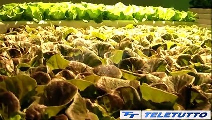 Video News - VERTICAL FARM, KILOMETRO VERDE