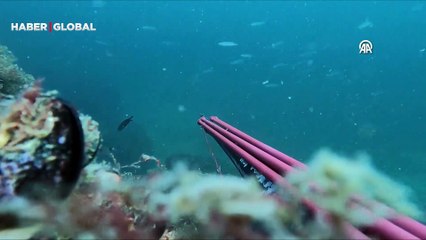 Çanakkaleli zıpkıncının kamerasına nesli tehlike altında olan çizgili yunus takıldı