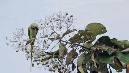 Two beautiful parrots  seen in front of our lovely house.
