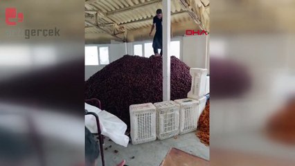 Ayakkabısıyla kayısılara basıp çalıştığı anları paylaştı