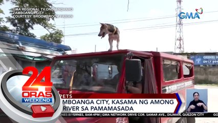 Aso sa Zamboanga City, kasama ng among jeepney driver sa pamamasada | 24 Oras Weekend