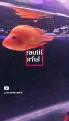Beautiful Colourful Fishes  #shorts