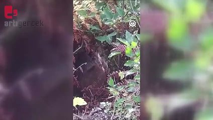 Bitkin halde bulunan karaca doğaya salındı