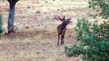 La berrea resuena en los parajes extremeños