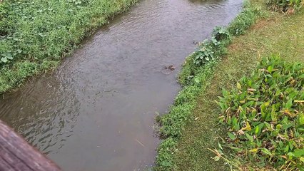 Otter Family Surrounds Monitor Lizards