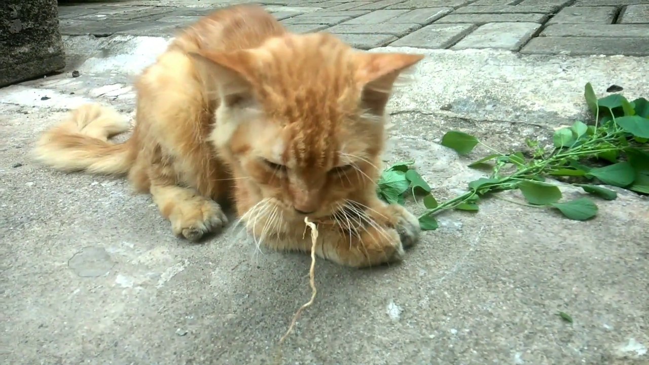 WEIRD CATS EAT TREE ROOTS - Video Dailymotion