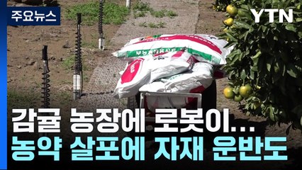 감귤 농장에 로봇이...농약 살포에서 자재 운반까지 / YTN
