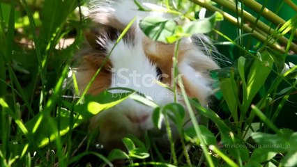Baby Animal Facts_ Surprising Trivia About the World's Cutest Creatures