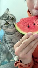 Download Video: Cat Want To Eat Watermelon | Cat  Eating Moments | Cat Funny Moments | Cute Pets | Cute Animals #cats #catshorts #fun